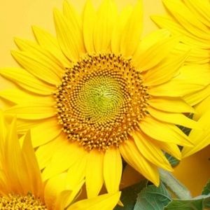 Meet your Posher, Yoli